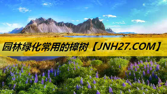 园林绿化常用的樟树
