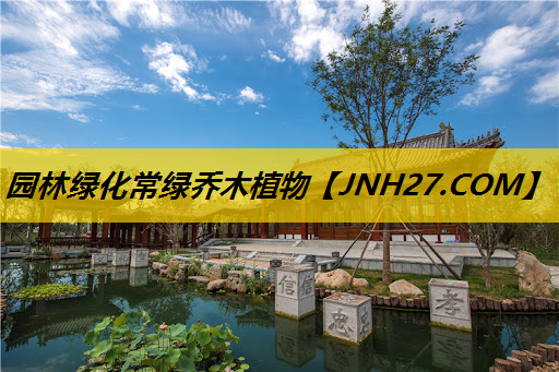 园林绿化常绿乔木植物