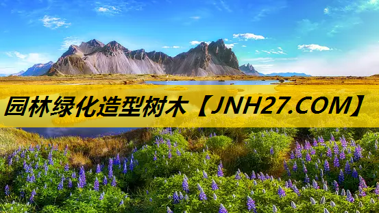 园林绿化造型树木