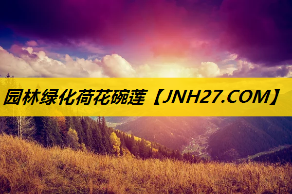 园林绿化荷花碗莲
