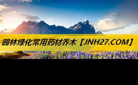 园林绿化常用药材乔木