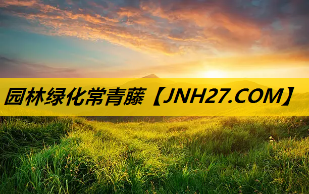 园林绿化常青藤