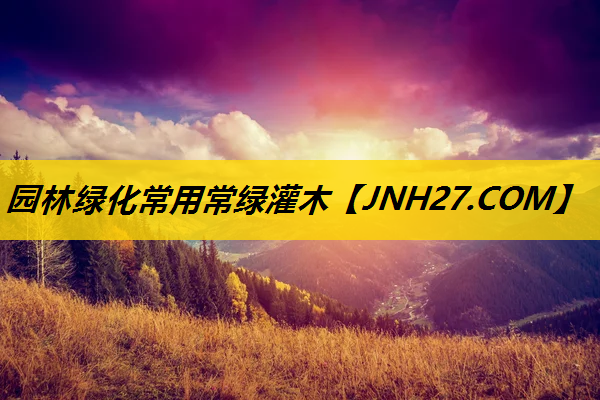 园林绿化常用常绿灌木