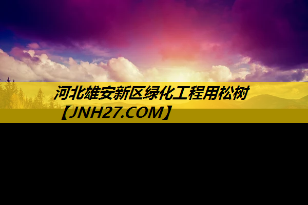 河北雄安新区绿化工程用松树