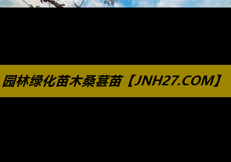 园林绿化苗木桑葚苗