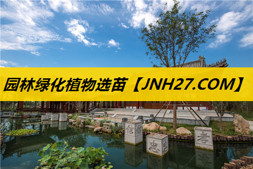 园林绿化植物选苗