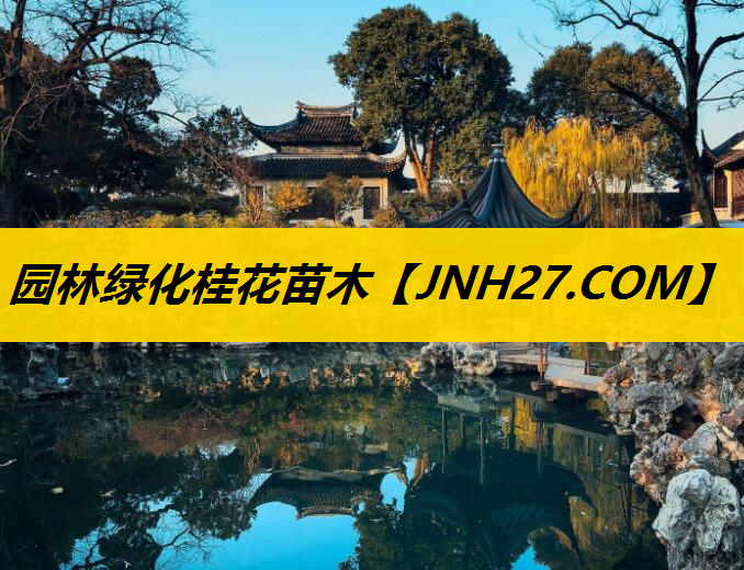 园林绿化桂花苗木